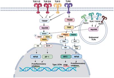 Toll-like receptors and integrins crosstalk